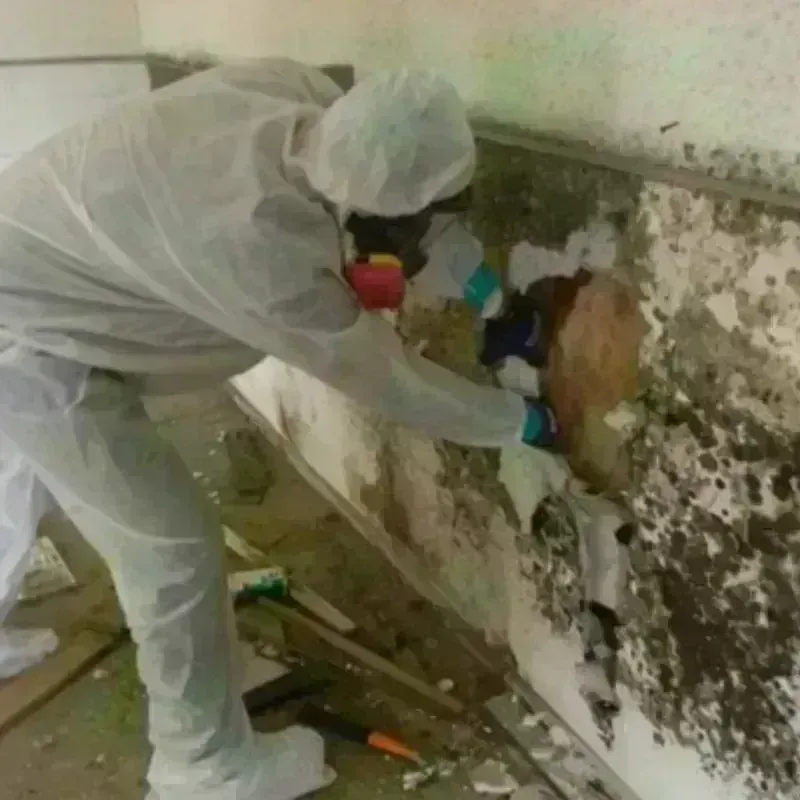 Mold Remediation and Removal in Frankfort, NY